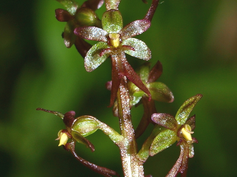 Neottia cordata (=Listera cordata)